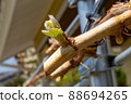 Pretty Shine Muscat buds 88694265