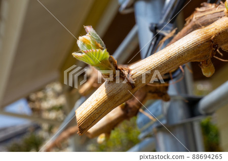 漂亮閃亮的馬斯喀特花蕾 88694265