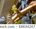 Pretty Shine Muscat buds 88694267