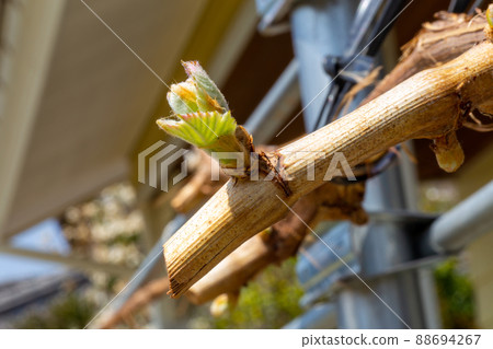 漂亮閃亮的馬斯喀特花蕾 88694267