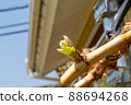 Pretty Shine Muscat buds 88694268
