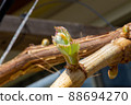 Pretty Shine Muscat buds 88694270