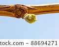 Pretty Shine Muscat buds 88694271