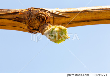 Pretty Shine Muscat buds Pretty Shine Muscat buds 88694271