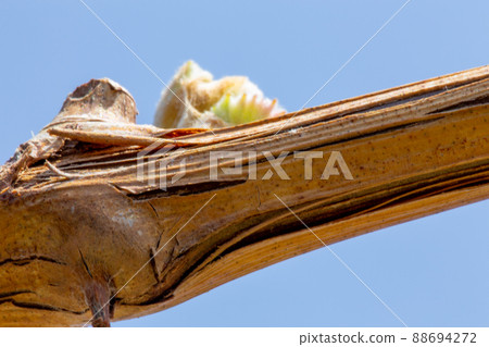 漂亮閃亮的馬斯喀特花蕾 88694272