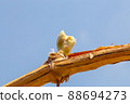 Pretty Shine Muscat buds 88694273
