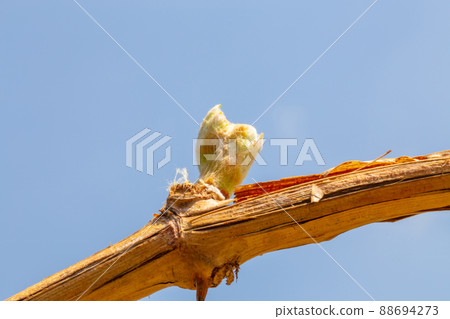 漂亮閃亮的馬斯喀特花蕾 88694273