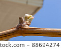 Pretty Shine Muscat buds 88694274