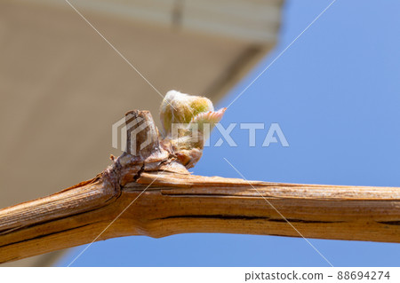 漂亮閃亮的馬斯喀特花蕾 88694274