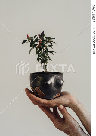 Female Hands Greased in Clay Holding a Handmade Flowerpot in Shape of Woman's Breast with Plant on the Background of Light Gray Wall 88694366