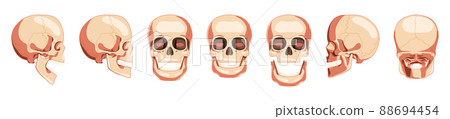 Set of Skulls Skeleton Human heads front, back, side views. Human jaws model with an open and closed mouth. Realistic 88694454