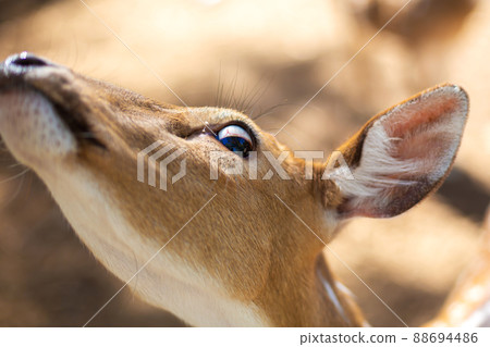 Hand feeding a deer through a grate in a zoo Hand feeding a deer through a grate in a zoo 88694486