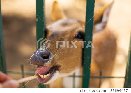 Hand feeding a deer through a grate in a zoo Hand feeding a deer through a grate in a zoo 88694487