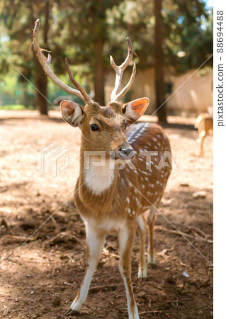A herd of spotted deer resting safely in the zoo A herd of spotted deer resting safely in the zoo 88694488