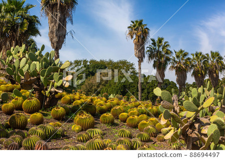 Cactus Valley. Cactus park. Green prickly plants Cactus Valley. Cactus park. Green prickly plants 88694497