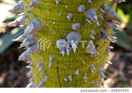 The trunk of a tree is covered with hard thorns. Nature is protected from external threats 88694503