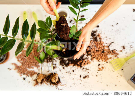 The girl will transplant a home flower because it has grown too large to fit in a pot 88694613