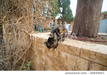 A cat walks through the streets of an Israeli city 88694661