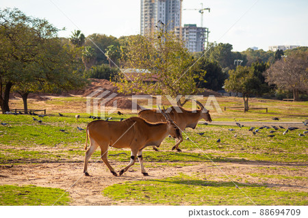 Wild antelopes walk across the field in the park Wild antelopes walk across the field in the park 88694709