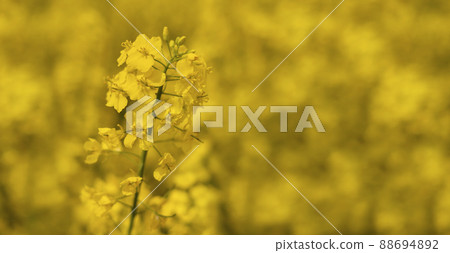 Beautiful rapeseed flower on a yellow blurred background. Banner. 88694892