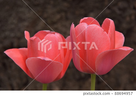Tulip 88694957