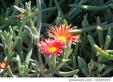 Malephora Crocea is a ground-creeping plant with succulent leaves 88694958