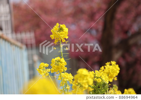 Scenery taken by focusing on the rape blossoms with yellow petals by blurring the cherry blossoms in the back Scenery taken by focusing on the rape blossoms with yellow petals by blurring the cherry blossoms in the back 88694964