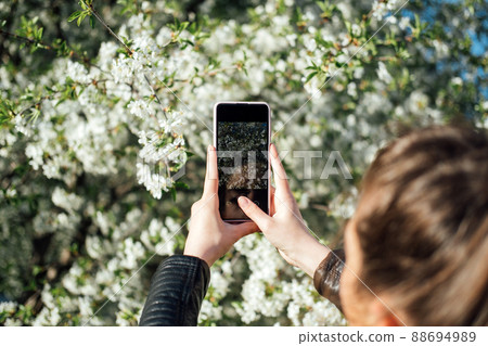Female hand holding mobile phone and take photo blooming spring cherry trees in sunlight. Smartphone photo Female hand holding mobile phone and take photo blooming spring cherry trees in sunlight. Smartphone photo 88694989