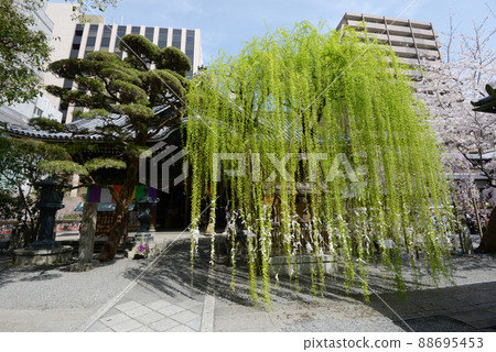 Spring Kyoto Rokkakudo Main Hall and Rokkakuyanagi, Nakagyo-ku, Kyoto 88695453