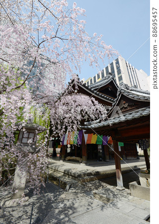 Spring Kyoto Rokkakudo Main Hall and Sakura, Nakagyo-ku, Kyoto Spring Kyoto Rokkakudo Main Hall and Sakura, Nakagyo-ku, Kyoto 88695457