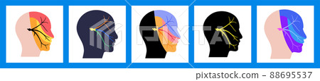 Trigeminal nerve diagram - Stock Illustration [88695537] - PIXTA