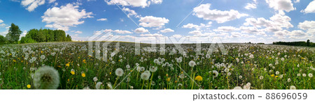 Beautiful spring panoramic shot with a dandelion meadow 88696059