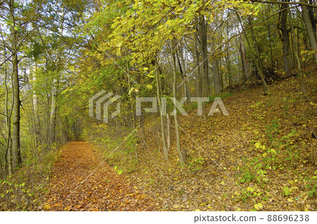 Lush green and old forests in Kharkiv National Park with high biodiversity, Ukraine. Lush green and old forests in Kharkiv National Park with high biodiversity, Ukraine. 88696238