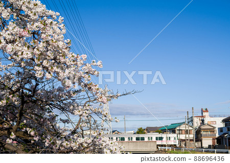 [小牧線] 新地藏川和櫻花 88696436