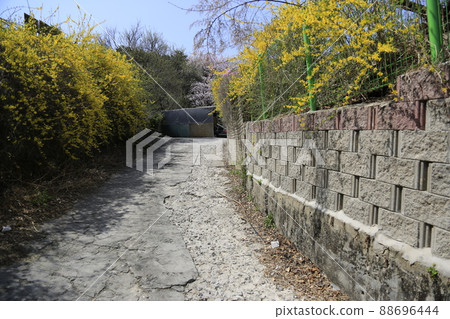 Jeongneunggol. Redevelopment. Seongbuk-gu. Alley. Spring flowers 88696444