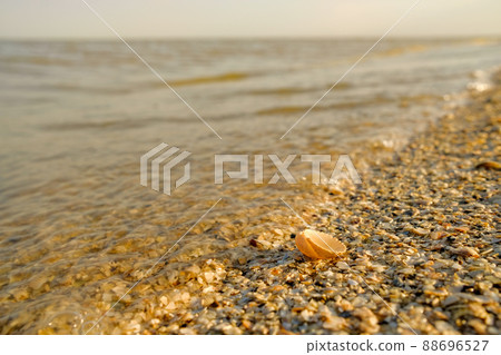 Selective focus on a shell in the sand at the surf line. Sea waves wash over the sandy shore. Summer. The evening sun turns the sand and waves orange. Copy space Selective focus on a shell in the sand at the surf line. Sea waves wash over the sandy shore. Summer. The evening sun turns the sand and waves orange. Copy space 88696527