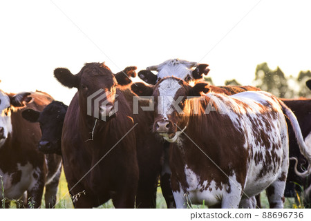 Cows in natural fields, Buenos Aires, Argentina 88696736