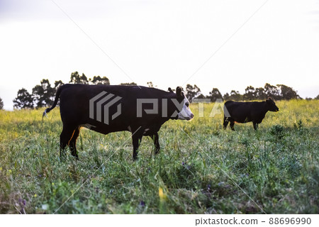 Cows in natural fields, Buenos Aires, Argentina 88696990