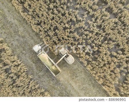 Sorghum harvest, in La Pampa, Argentina 88696991