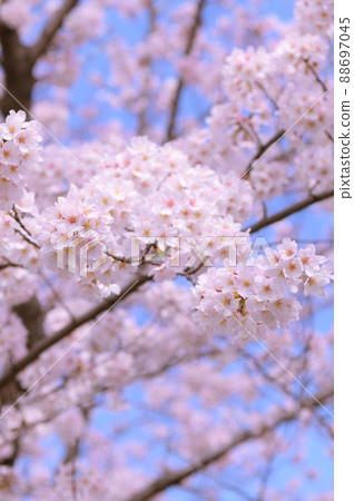 Sakura in full bloom, new life image 88697045