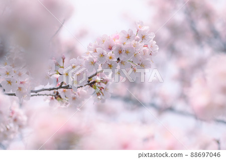 Sakura in full bloom, new life image 88697046