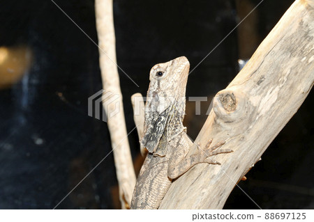 Ladybird lizard Ladybird lizard 88697125