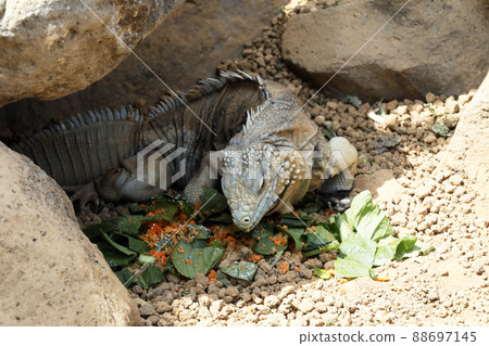 Galapagos Liquiguana 88697145