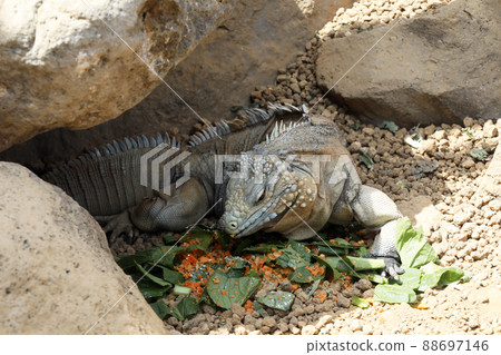 Galapagos Liquiguana 88697146