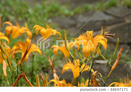 夏花：黃花菜 百合科植物，具有黃紅色單花，從葉叢中向上生長花梗。 88697171