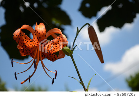 夏花：虎百合 百合科植物，其特徵是向上翻起的橙色花瓣和黑色斑點。 88697202