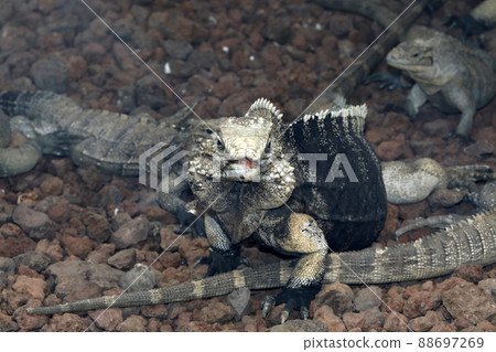 古巴鬣蜥 古巴鬣蜥 88697269