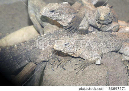 Cuba Iguana Cuba Iguana 88697271
