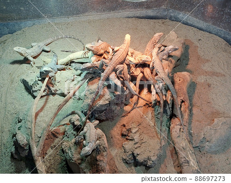 Cuba Iguana 88697273