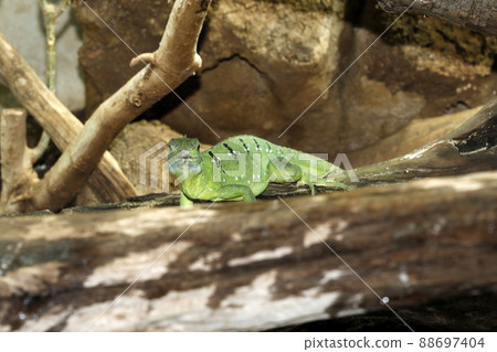 Green basilisk Green basilisk 88697404